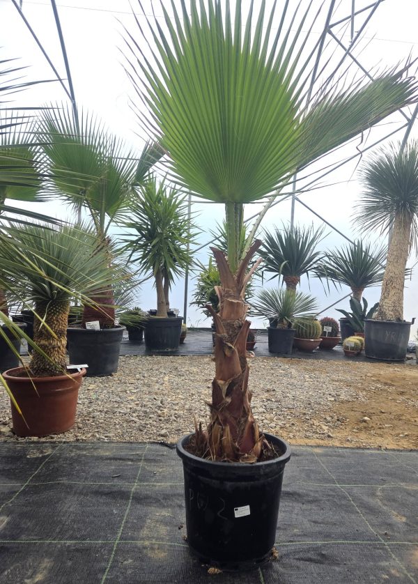 Washingtonia robusta -  160 cm - obrazek 4