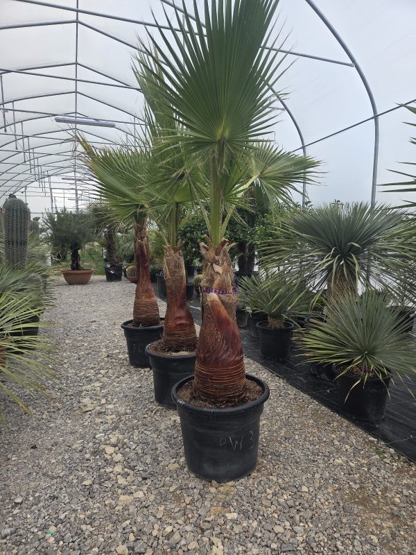 Washingtonia robusta  210–230 cm - obrazek 2