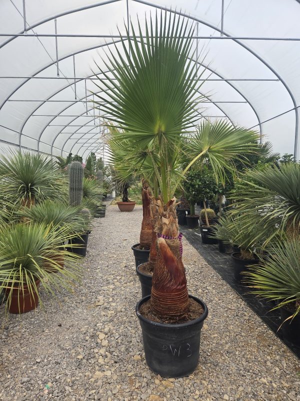 Washingtonia robusta  210–230 cm - obrazek 3