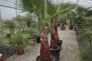 Washingtonia robusta  210–230 cm