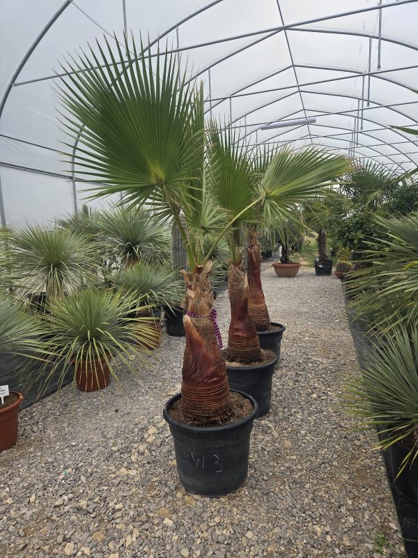 Washingtonia robusta  210–230 cm