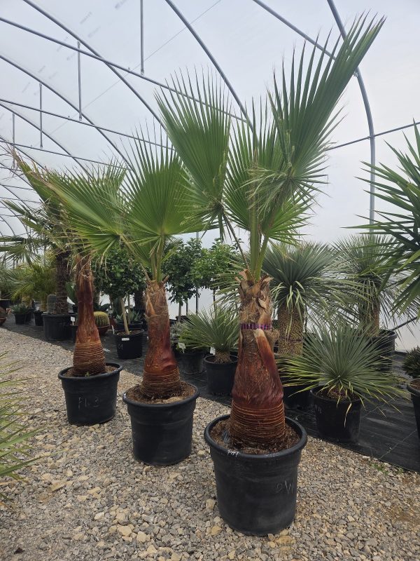Washingtonia robusta  210–230 cm - obrazek 5
