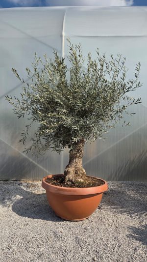 Drzewko oliwne – Olea Europaea | gruby pień, naturalna forma wys. 210–230 cm