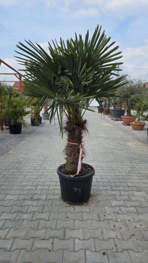 Trachycarpus fortunei - Szorstkowiec Fortunego 210-220 cm