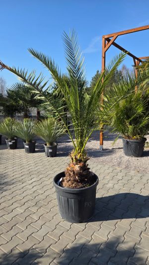 Phoenix canariensis – Daktylowiec kanaryjski  ok. 210 - 220 cm