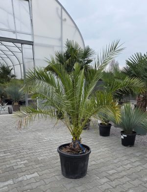 Phoenix canariensis – Daktylowiec kanaryjski  ok. 180-190 cm