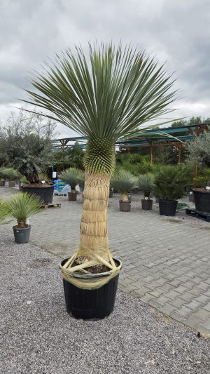 Yucca rostrata – pień 110 cm | wys. całkowita ok. 260 cm