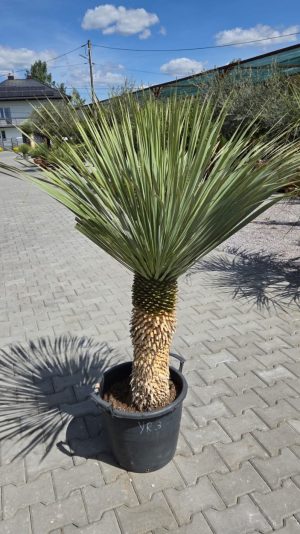 Yucca rostrata 150 cm
