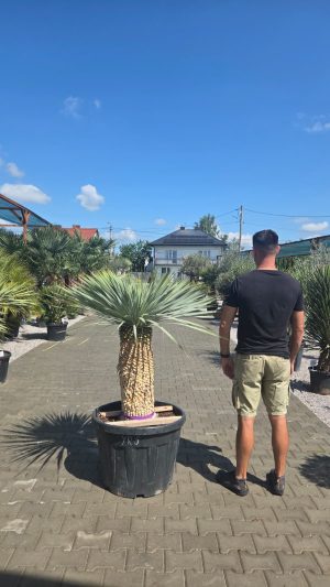 Yucca rostrata 155 cm