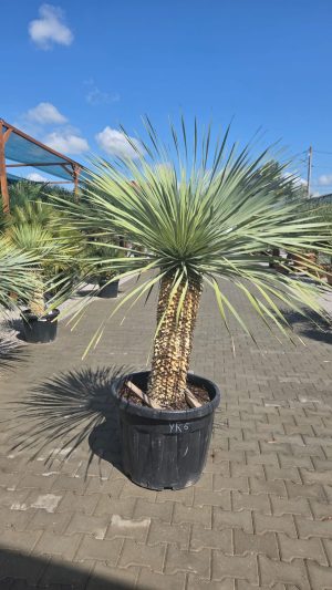 Yucca rostrata 190 - 200 cm
