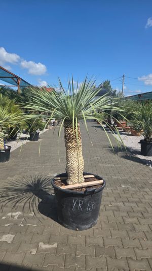Yucca rostrata 185 cm