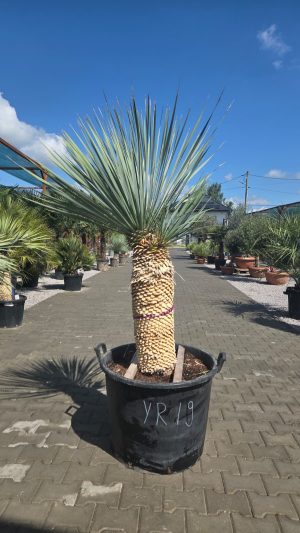 Yucca rostrata – tworzące się dwie głowy, 180 cm