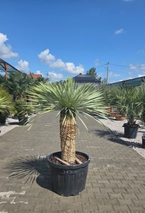 Yucca rostrata 170 cm