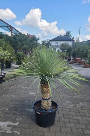 Yucca rostrata 145 cm
