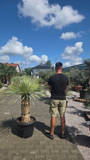 Yucca rostrata 145-150 cm
