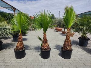 Washingtonia robusta -  160-180 cm
