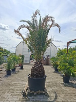 Phoenix canariensis – Daktylowiec kanaryjski  ok. 350 cm