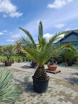Phoenix canariensis – Daktylowiec kanaryjski  ok. 250 - 270cm