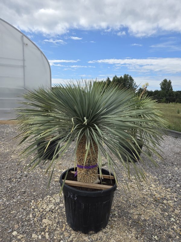 Yucca rostrata 155 cm - obrazek 2