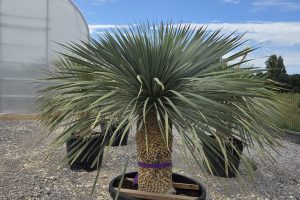 Yucca rostrata 155 cm