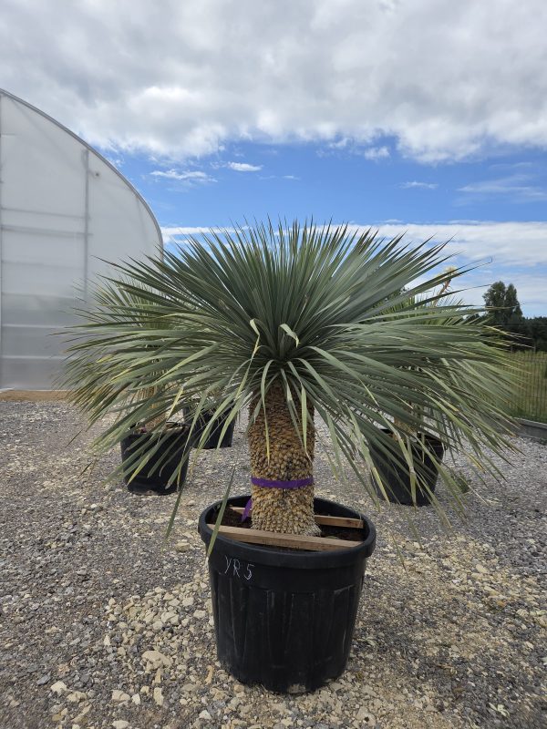 Yucca rostrata 155 cm