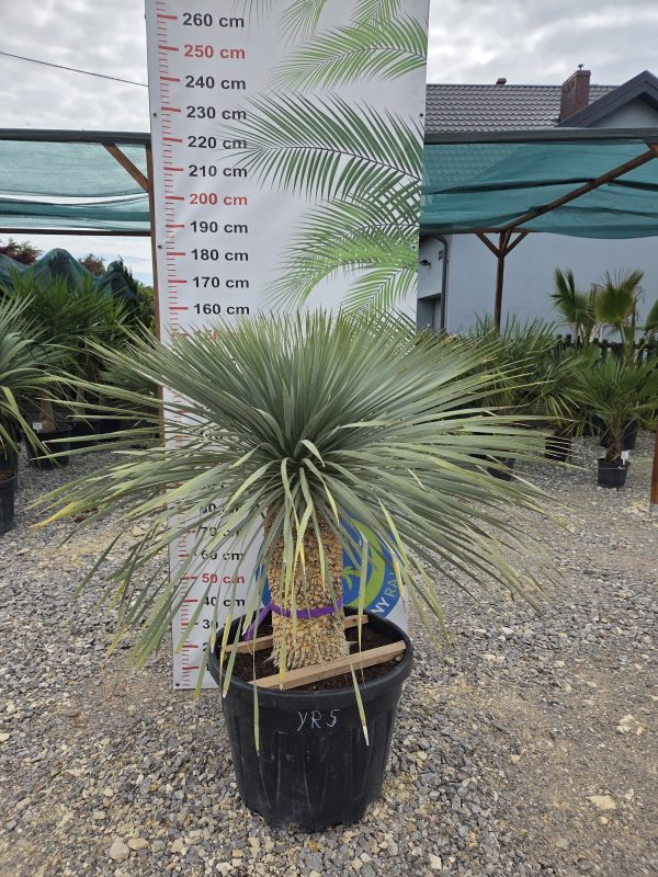 Yucca rostrata 155 cm - obrazek 3
