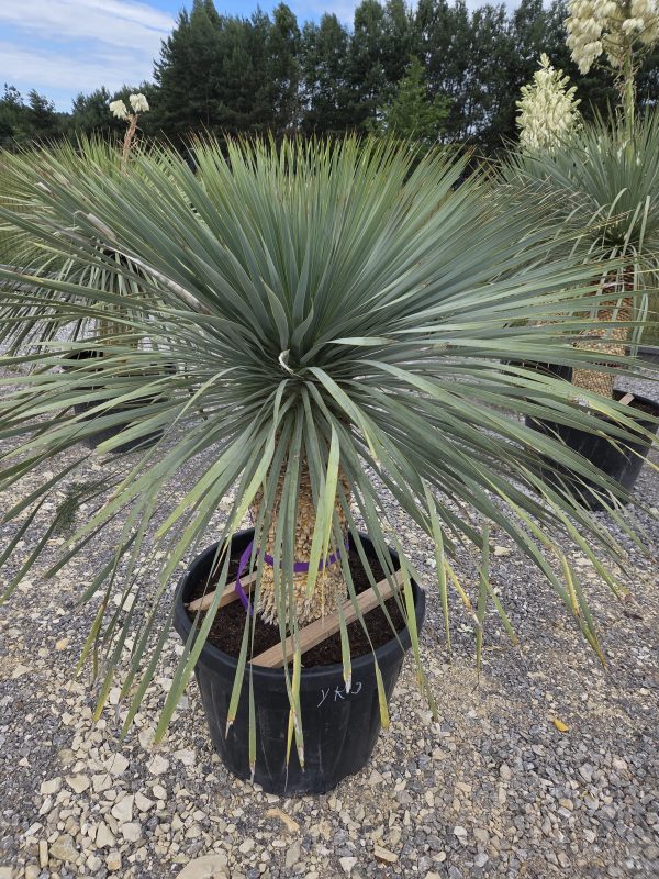 Yucca rostrata 155 cm - obrazek 4