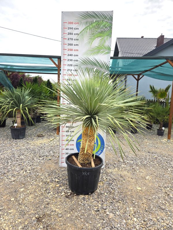 Yucca rostrata 190 - 200 cm - obrazek 3