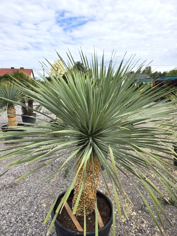 Yucca rostrata 190 - 200 cm - obrazek 4
