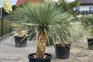 Yucca rostrata 190 - 200 cm