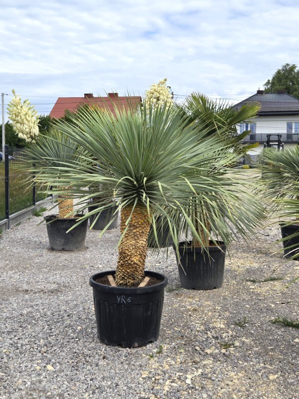 Yucca rostrata 190 - 200 cm