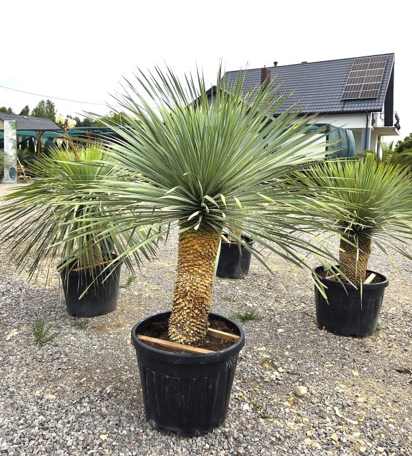 Yucca rostrata 190 - 200 cm - obrazek 2