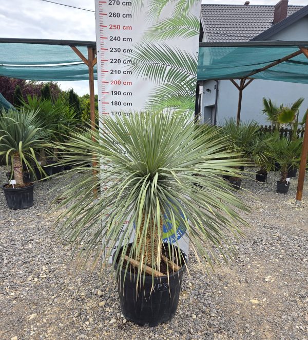 Yucca rostrata 170 cm - obrazek 3