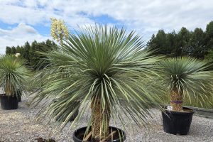 Yucca rostrata 170 cm