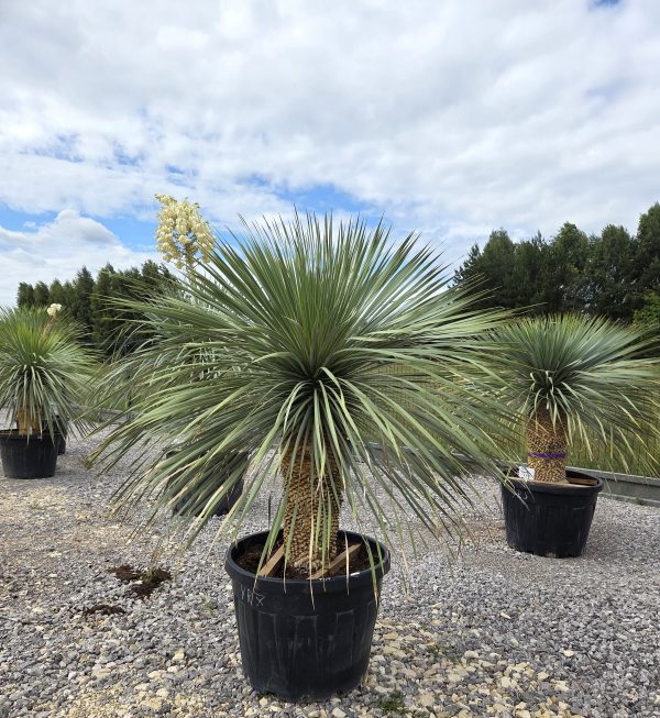 Yucca rostrata 170 cm