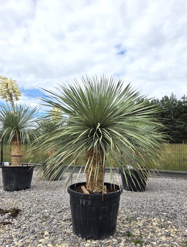 Yucca rostrata 170 cm - obrazek 4