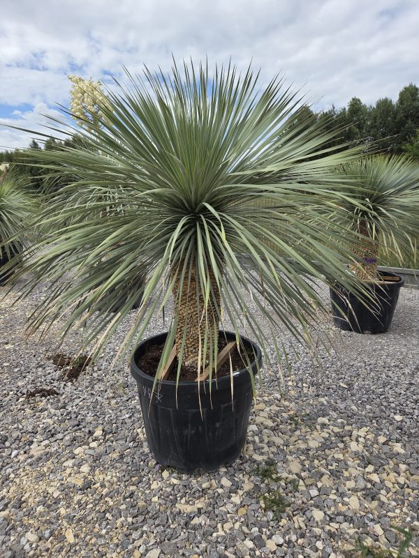 Yucca rostrata 170 cm - obrazek 5
