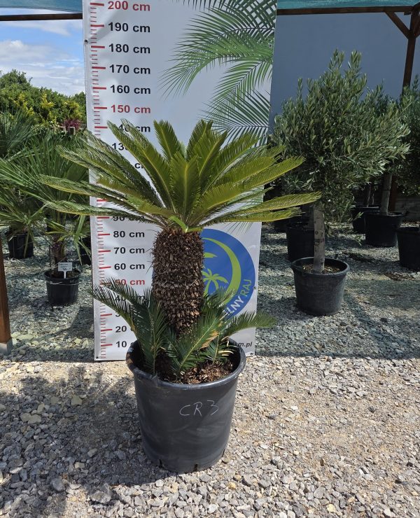 Cycas revoluta – sagowiec odwinięty 140 cm - obrazek 3