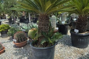 Cycas revoluta – sagowiec odwinięty 140 cm