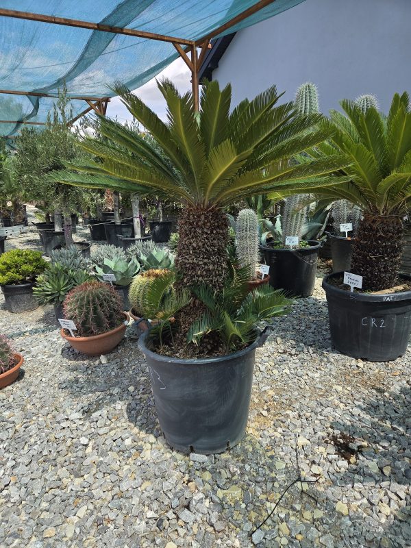 Cycas revoluta – sagowiec odwinięty 140 cm