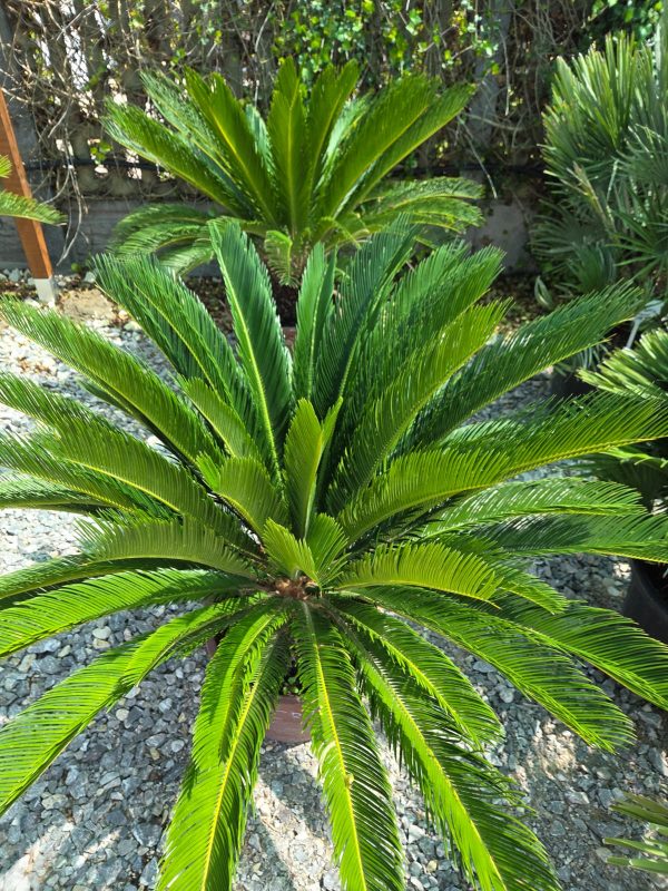 Cycas revoluta – sagowiec odwinięty 100–110 cm - obrazek 2