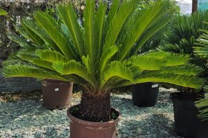 Cycas revoluta – sagowiec odwinięty 100–110 cm