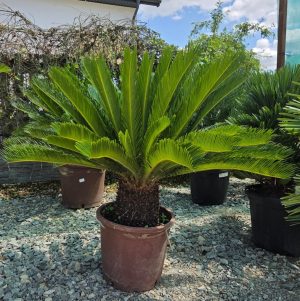 Cycas revoluta – sagowiec odwinięty 100–110 cm