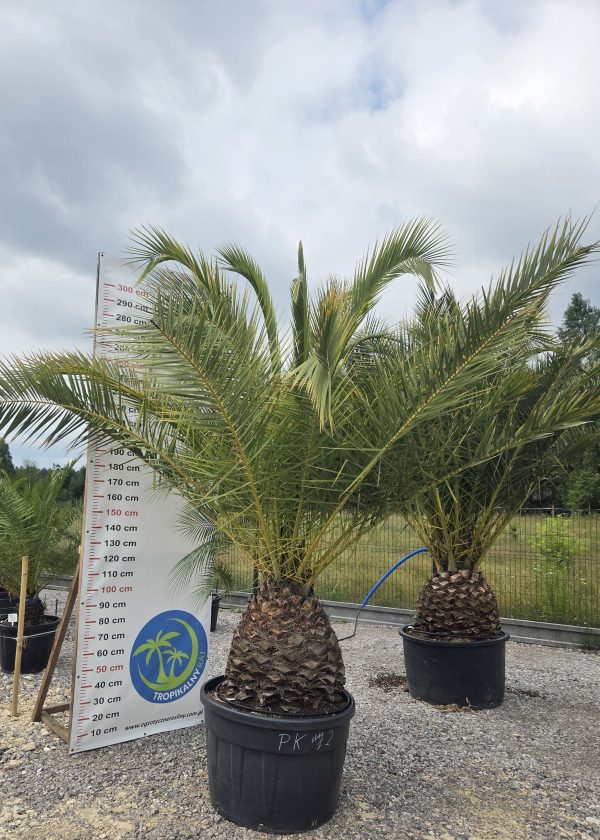 Phoenix canariensis – Daktylowiec kanaryjski  ok. 300 - 350 cm - obrazek 5