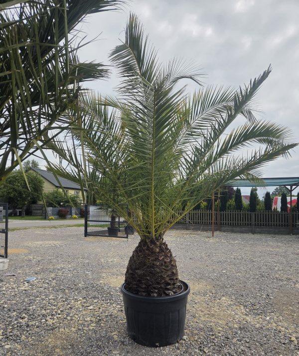 Phoenix canariensis – Daktylowiec kanaryjski  ok. 300 - 350 cm - obrazek 2
