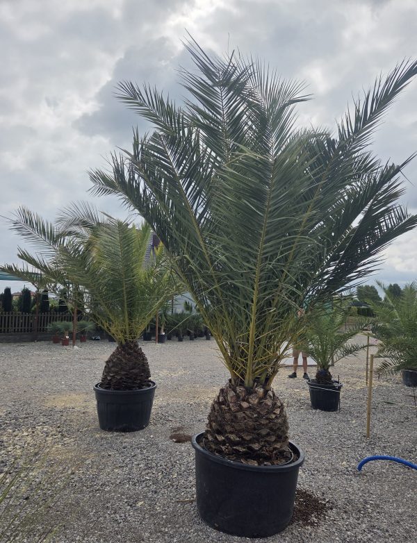 Phoenix canariensis – Daktylowiec kanaryjski  ok. 300 - 350 cm - obrazek 3