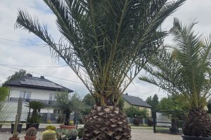 Phoenix canariensis – Daktylowiec kanaryjski  ok. 300 - 350 cm