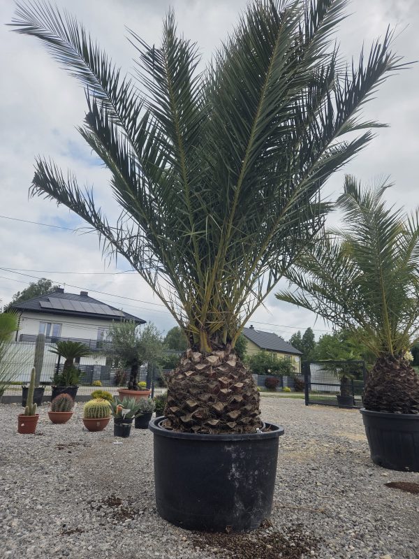 Phoenix canariensis – Daktylowiec kanaryjski  ok. 300 - 350 cm