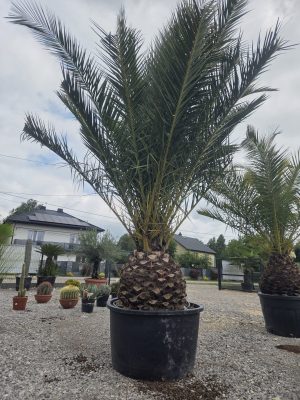 Phoenix canariensis – Daktylowiec kanaryjski  ok. 300 - 350 cm