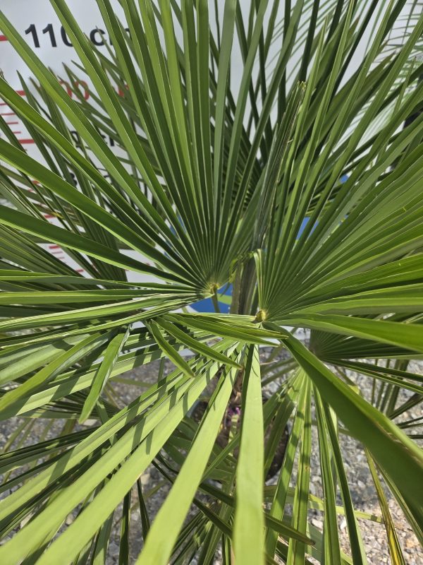 Trachycarpus fortunei - Szorstkowiec Fortunego 120 - 130 cm - obrazek 2